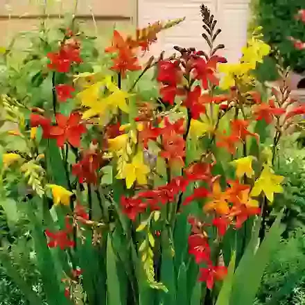 Small Flowering Mix